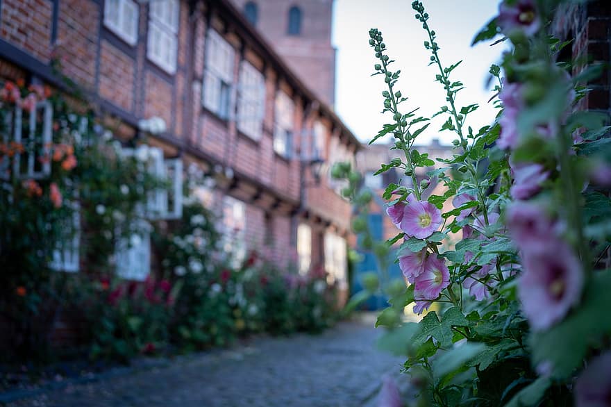 Lüneburg, hus, blomster, lager rose, vei, borte, by, bygning, arkitektur, hus fasader