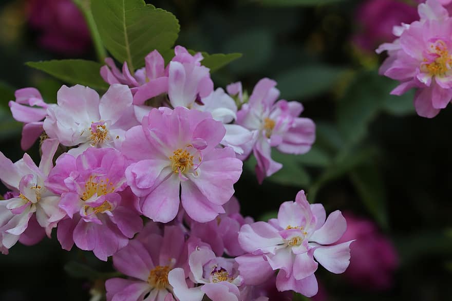 Trandafir, flori, primăvară, Rosa Lavanda Vis, roz flori, flori de primăvară, a inflori, plantă, grădină, natură, a închide