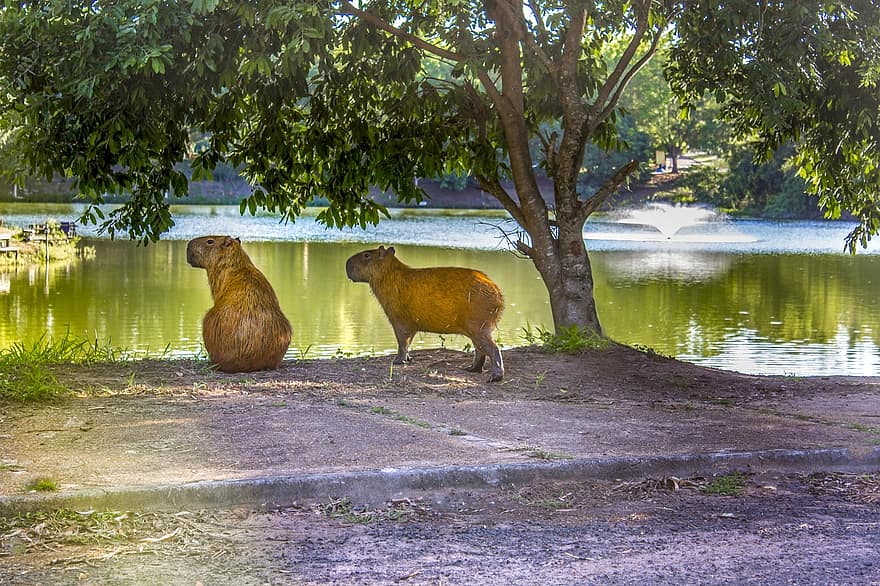 capybara, rágcsálók, állatok, emlősök, park, tó, fa