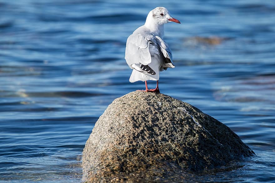 Bird, Seagull, Ornithology, Species, Fauna, Avian, Animal, Gull, Wildlife, Black-headed Gull, Baltic Sea