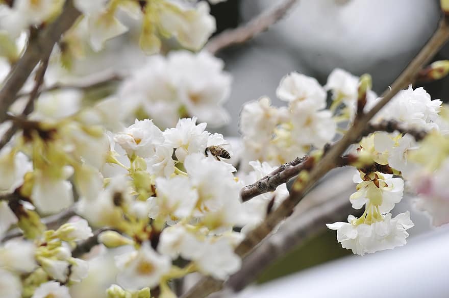 bloem, Japan, kersenbloesem, lente, detailopname, fabriek, tak, bloesem, bloemblad, bloemhoofd, boom