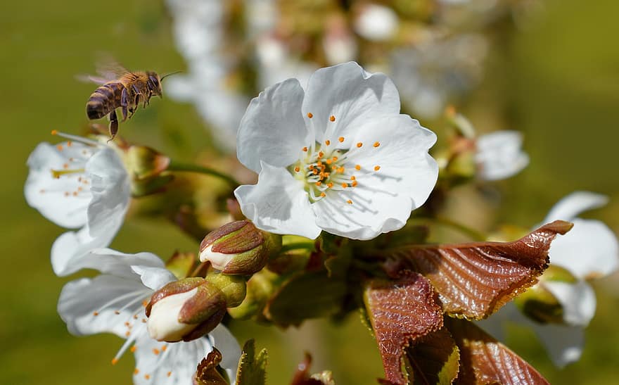 вишня в цвету, цветок, пчела, насекомое, летающий, расцветает, белые цветы, бутон, завод, весна, природа
