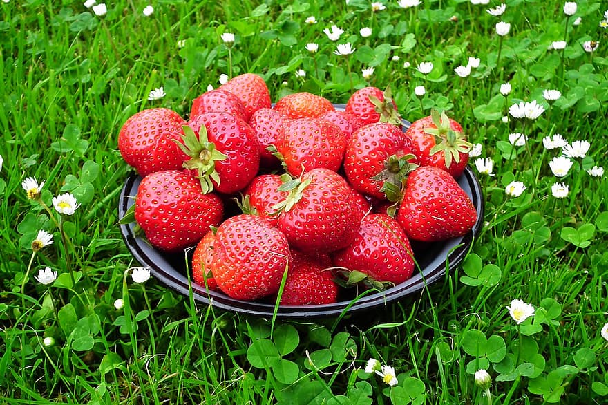 Strawberries, Fruits, Food, Nature, Grass, Lawn, Spring, Red Fruits, Produce, Organic, Healthy