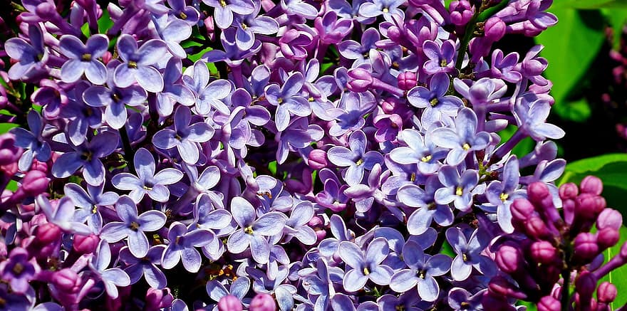 フラワーズ、紫色の花、庭園、春、自然、花、紫の、工場、閉じる、葉、花弁