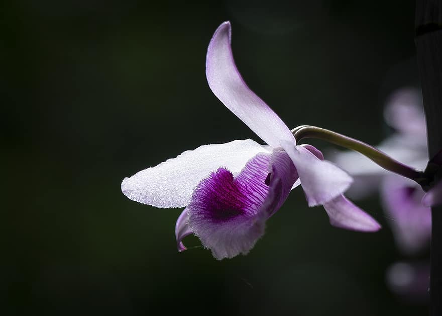 Orchidee, Blume, Pflanze, lila Blütenblätter, Natur, blühen, Blütenblätter, Flora