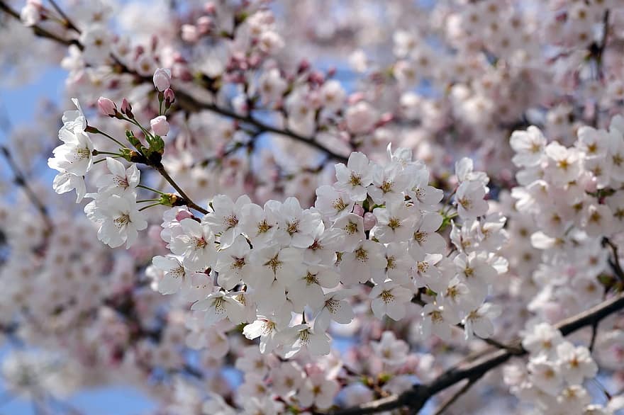 fleurs, printemps, fleur de cerisier, arbre, saisonnier, Japon, Floraison, fleur, pétales, croissance, branche