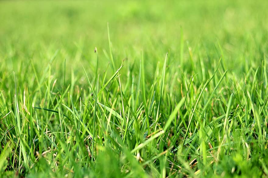 trawa, pola trawiaste, łąka, trawnik, ostrza, Zielony