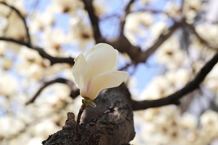 magnolie, floare, copac, ramură, floare albă, primăvară, petale, a inflori, inflori, natură, grădină