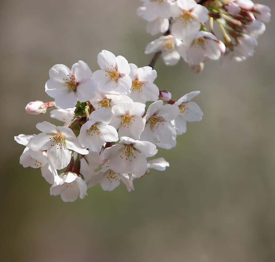 fleurs de cerisier, Sakura, fleurs, flore, cerisier, printemps, saison de printemps, fermer, fleur, plante, branche