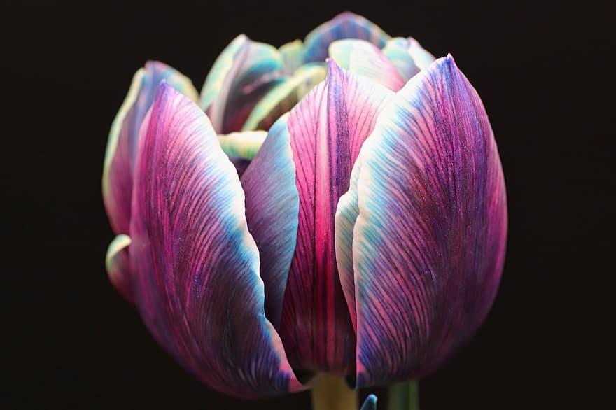 tulipan, blomst, flor, blomstre, kronblade, flora, plante, flerfarvede, tæt på