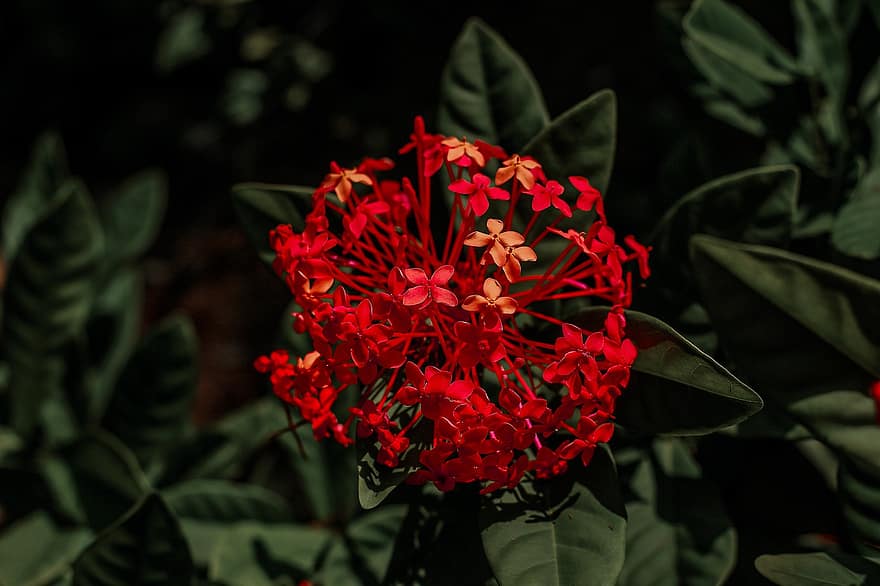 Chinese Ixora, Flowers, Plant, Ixora, Red Flowers, Petals, Buds, Bloom, Leaves, Nature