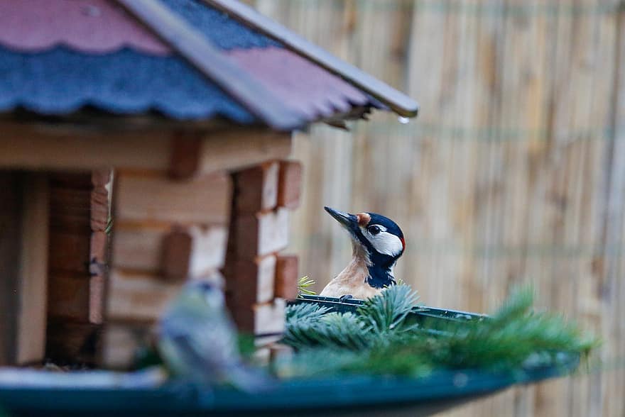 Woodpecker, Great Spotted Woodpecker, Bird House, Bird, Beak, Ornithology, feather, animals in the wild, wood, close-up, animal nest