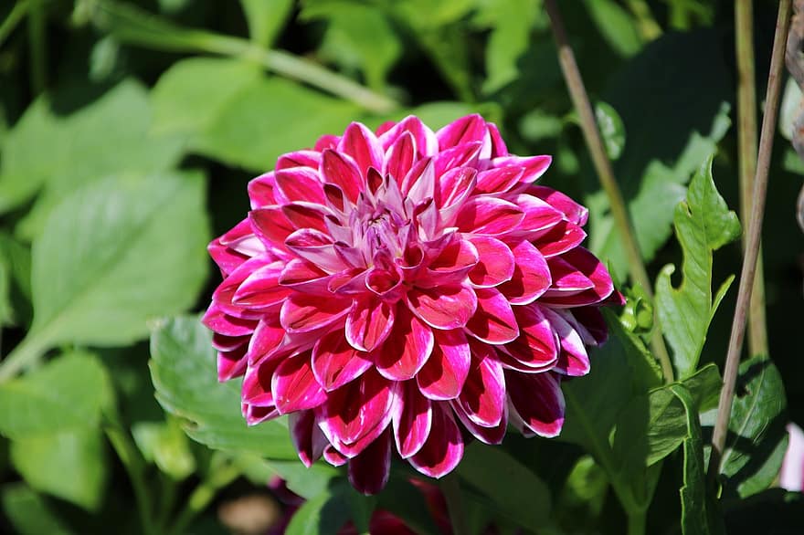 Flower, Pink Dahlia, Pink Flower, Garden, Plant, leaf, close-up, flower head, botany, petal, summer
