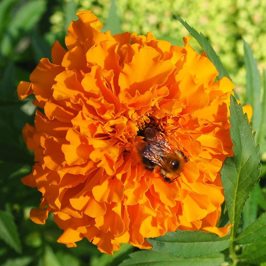 нижни новгород, разходка, растения, цветя, зелен, оранжев, насекоми, земна пчела