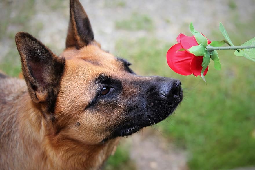 Красная роза, собака, немецкая овчарка, нюхают, домашнее животное, домашняя собака, собачий, млекопитающее, животное