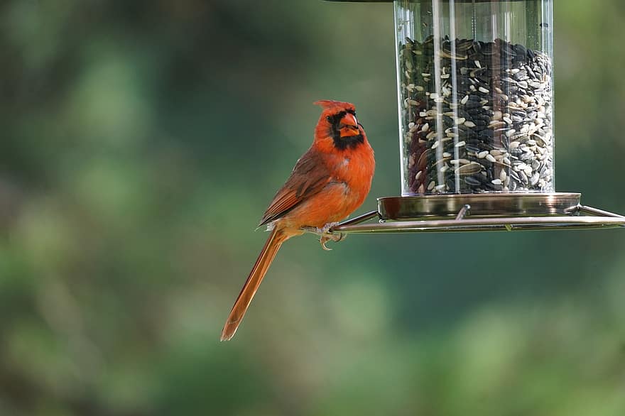 Cardinal, Bird, Perched, Feeders, Animal, Feathers, Plumage, Beak, Bill, Bird Watching, Ornithology