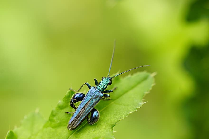 insekt, bille, entomologi, arter, makro, edemera nobilis, nærbilde, grønn farge, blad, sommer, anlegg