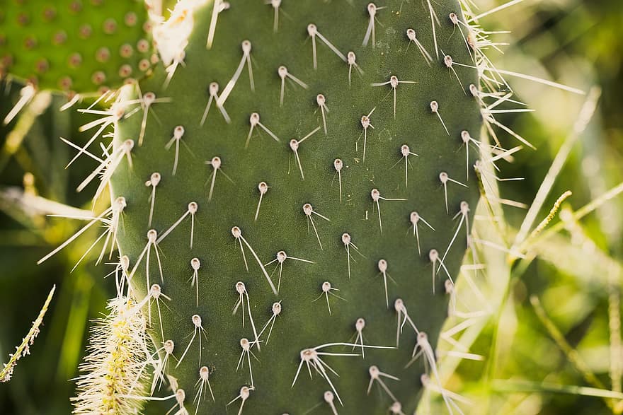 higo chumbo, cactus, espinas, nopal, espinoso, planta, naturaleza, macro