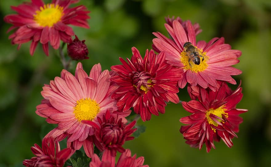 Asters, Red Asters, Red Flowers, Nature, Garden