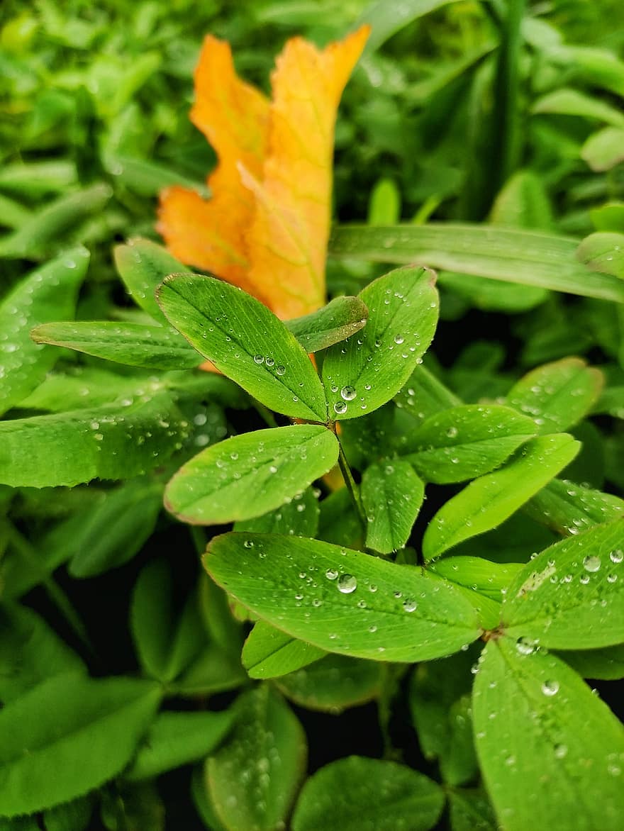 kapky deště, rostlin, zahrada, list, zelená barva, rostlina, detail, svěžest, pokles, letní, makro