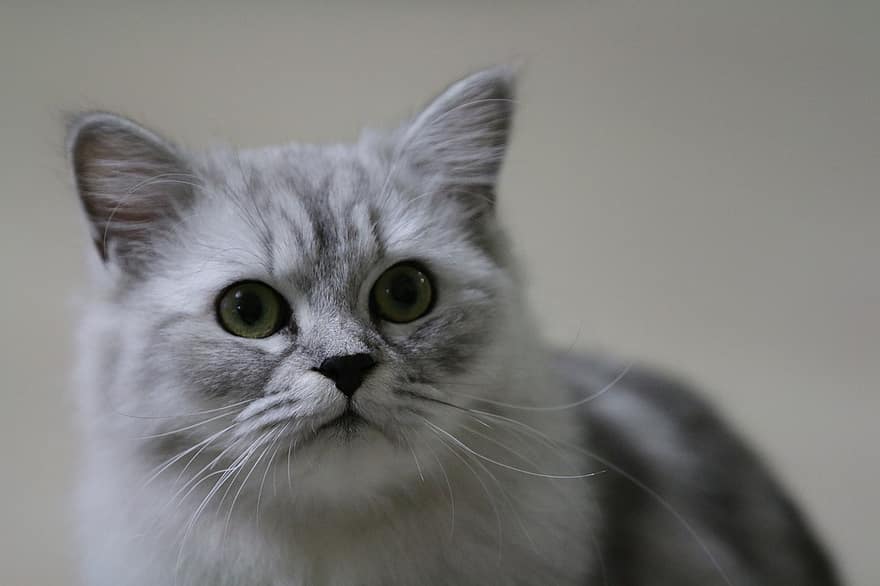 kat, feline, whiskers, øjne, nuttet, kæledyr, indenlandske kat, husdyr, tæt på, bakkenbart, leder
