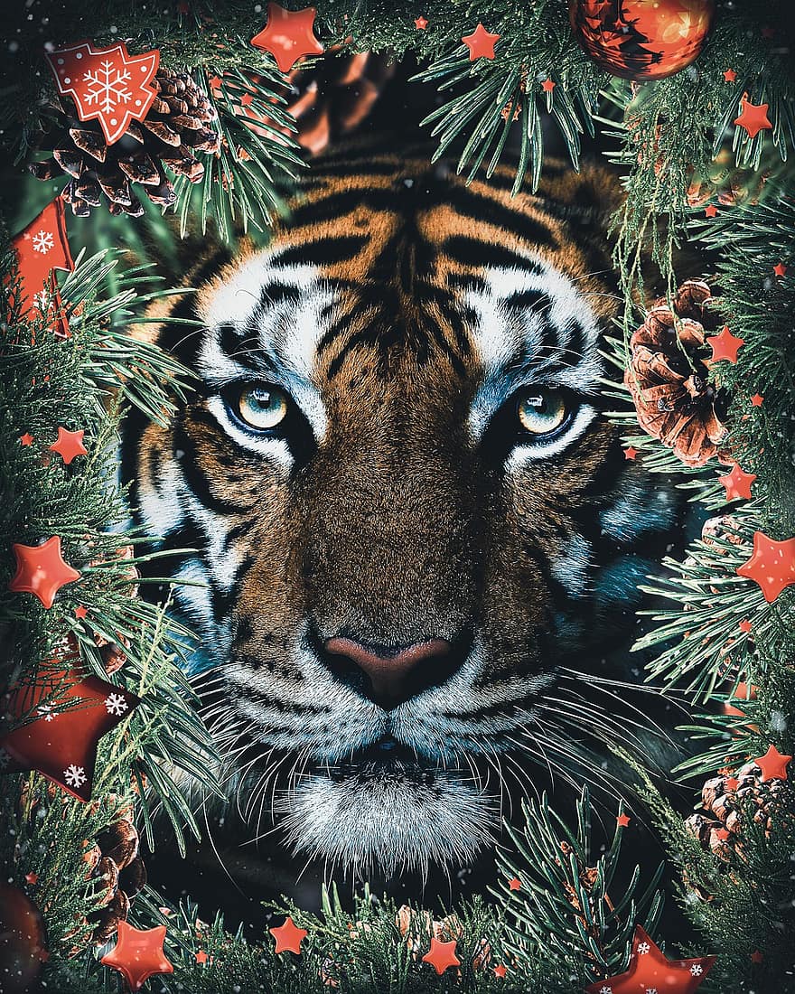 tigris, természet, Karácsony, 2022, ünnep, undomesticált macska, macskaféle, vadon élő állatok, bengáli tigris, trópusi esőerdő, veszélyeztetett fajok