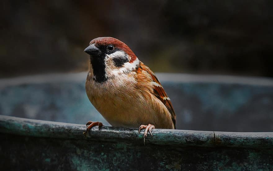 Sparrow, Bird, Barrel, Bucket, Sitting, Brown, Copper, Beak, Feathers, Plumage, Avian