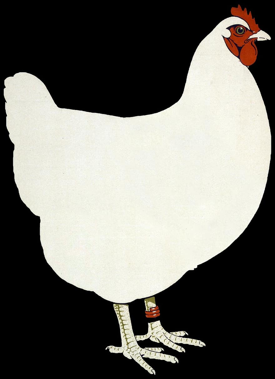 Chicken, Hen, Poultry, Bird, White, Art, Vintage, Black, Background, Animal, Black Chicken