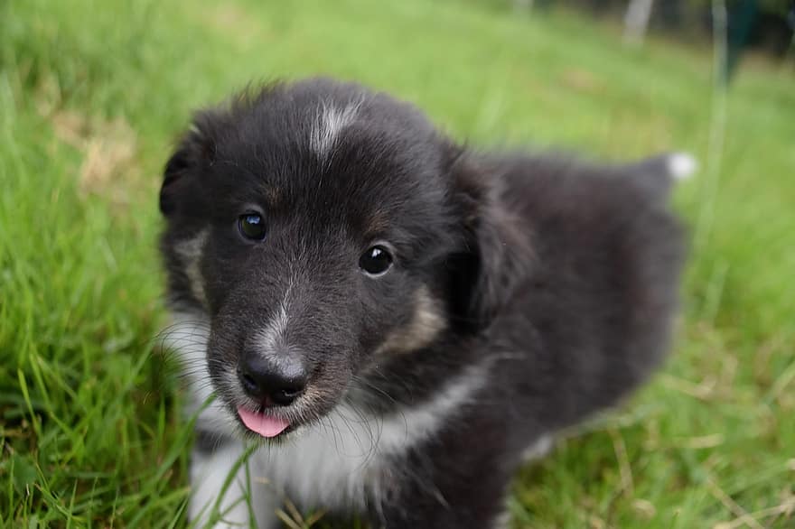 perrito, cachorro, perro pastor de Shetland, Shetland habs, raza canina, perro pastor, animal