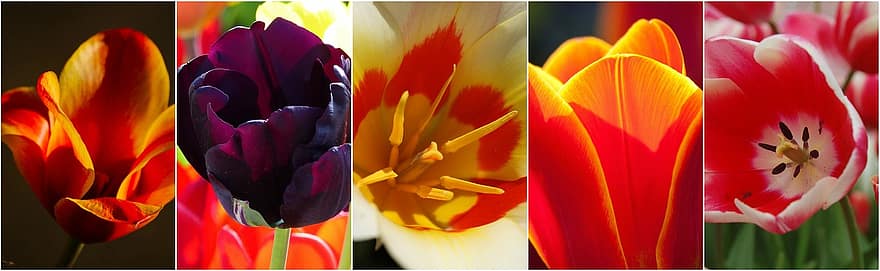 tulipas, flores, Colagem de flores, colagem, colagem de fotos, ramalhete, floral, decorativo