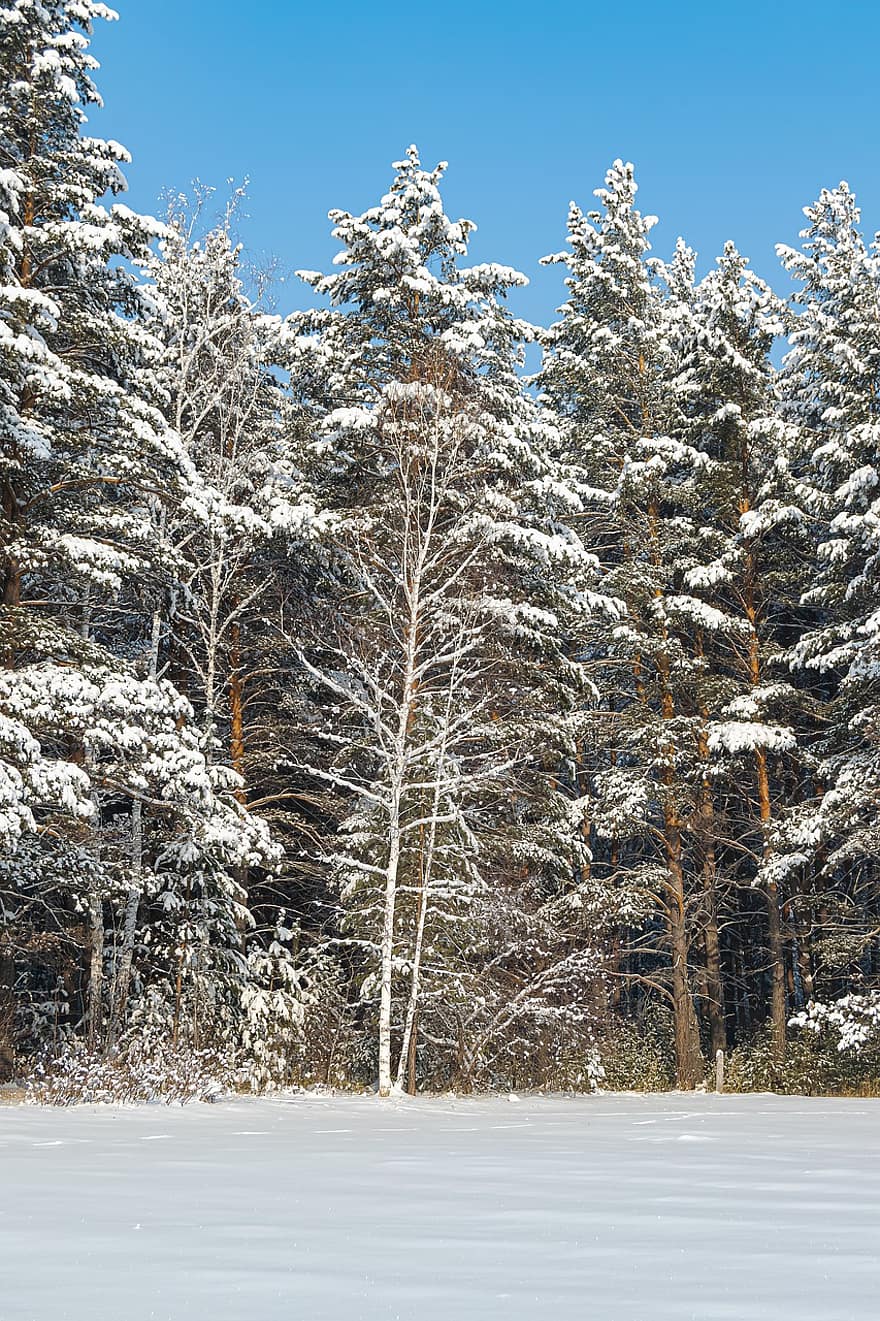 des arbres, la nature, hiver, saison, en plein air, forêt, les bois, arbre, neige, paysage, pin