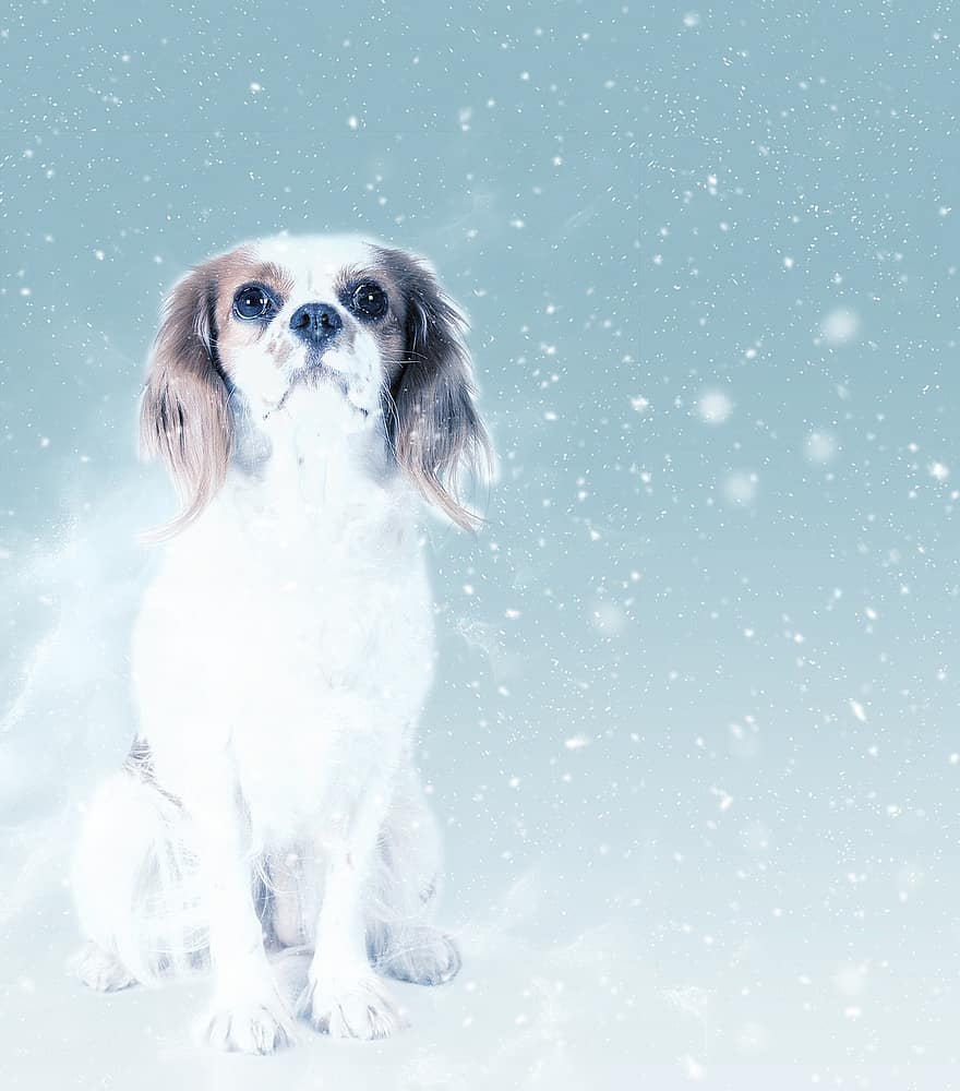 šuo, karalius Čarlzas, sniegas, menas, pobūdį, gyvūnas, mielas, akvarelė, „scrapbooking“, popieriaus, tekstūra