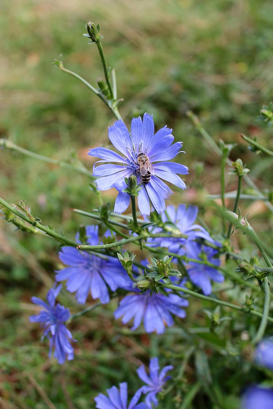 Chicoree, Wildblume, Blau