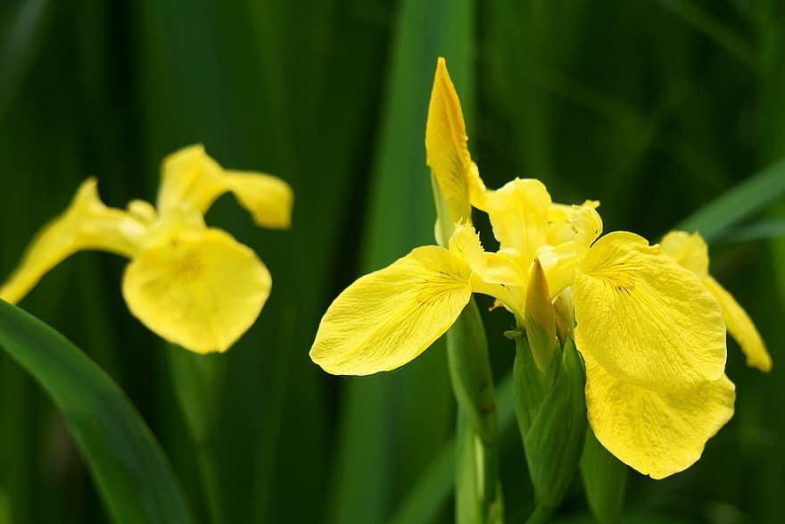 bunga, sayur-mayur, kelopak, iris kuning, bunga bakung, iris, bunga kuning, iris rawa, berkembang, mekar, flora