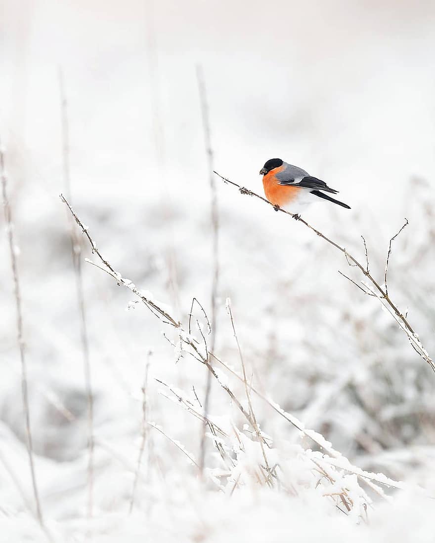ptak, gil zwyczajny, zimowy, ornitologia, śnieg, Natura, drzewo, dzikiej przyrody, gatunki, fauna, ptaków
