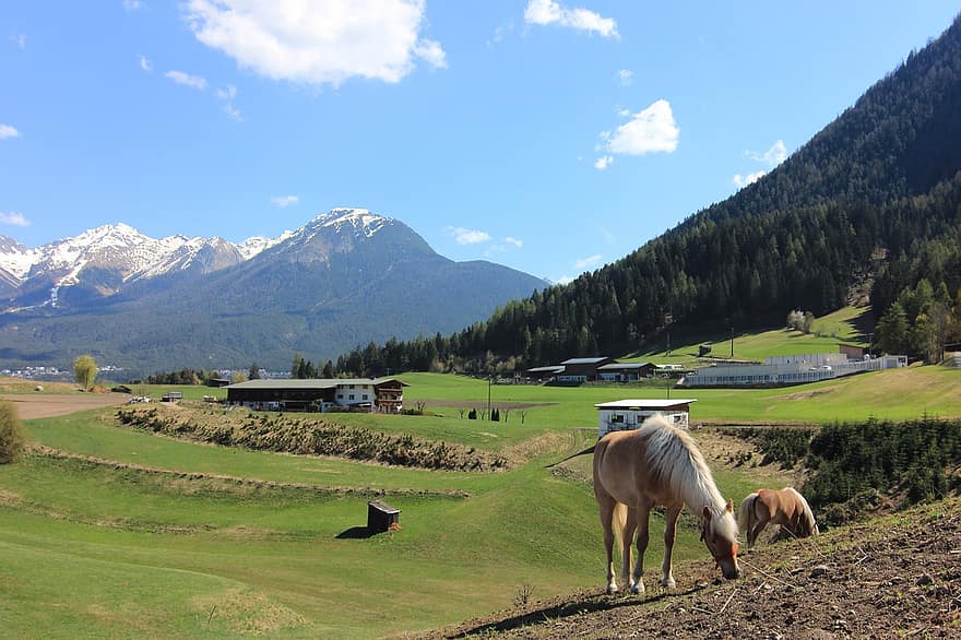 Imst, Pasture, Horses, Farm, Tyrol, Austria, Mountains, Inntal Valley, Nature, Landscape, Meadow