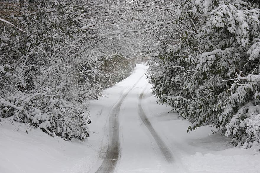træer, sne, snefald, vinter, natur, kold, vinterlige, landsby, snedækket, udendørs