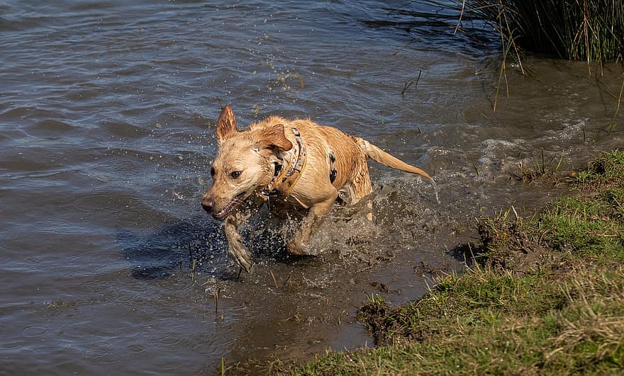 anjing, sungai, labrador retriever, renang, rawa, berlari, bermain, membelai, labrador, hewan, anjing peliharaan