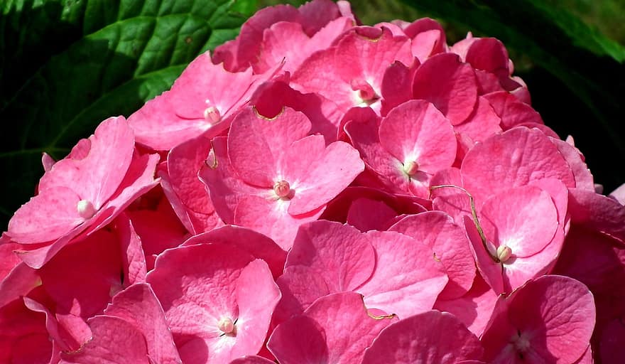 hortensias, las flores, rosado, Flores rosadas, pétalos de rosa, pétalos, floración, flor, flora, floricultura, horticultura