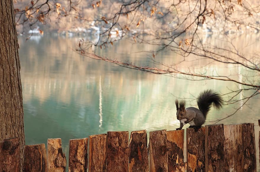 mókus, észak-amerikai mókus, rágcsáló, kerítés, fák, tó
