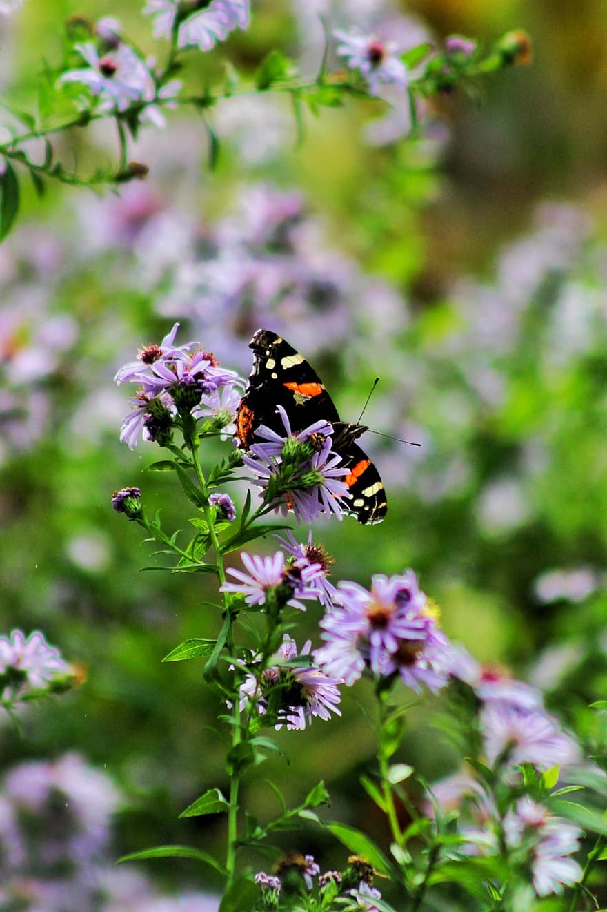 butterfly, asters, purple flowers, flower, close-up, summer, insect, plant, green color, springtime, macro