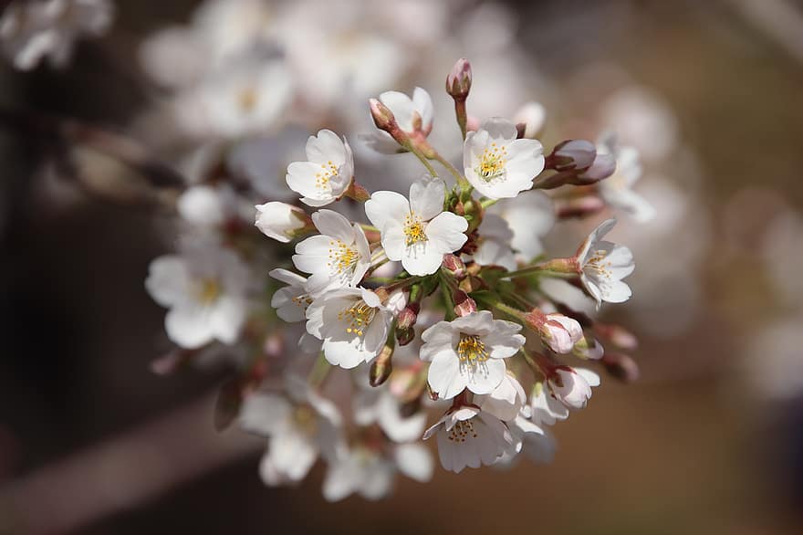 körsbärsblommor, sakura, blommor, flora, körsbärsträd, vår, vårsäsong, närbild, blomma, springtime, växt