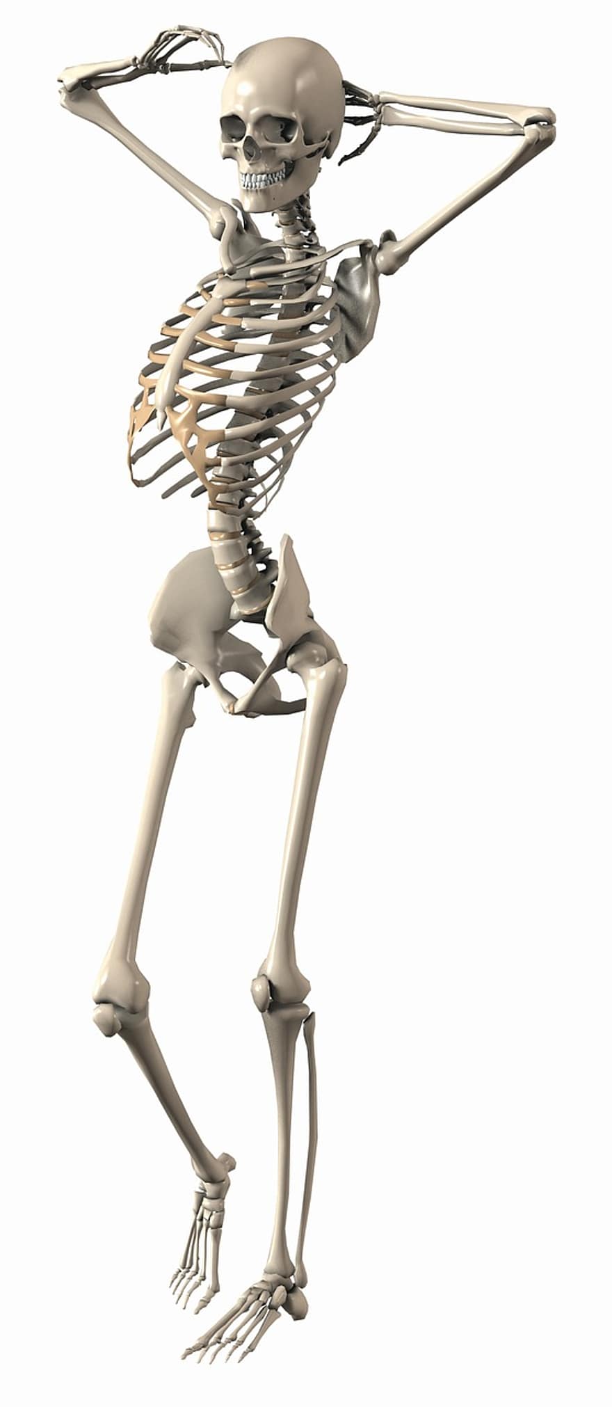 σκελετός, θηλυκός, ενδοσκληρωμένο, Εσωτερικός σκελετός, οστό, Πλαίσιο Μαγειρικής, ψηφιακή τέχνη, 3d, στάση, υποκρινόμενος, 3d απεικόνιση