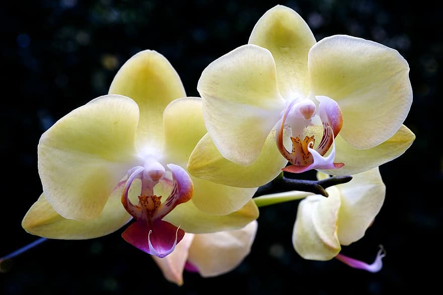 orchideeën, bloemen, gele orchideeën, gele bloemen, bloemblaadjes, gele bloemblaadjes, bloeien, bloesem, flora