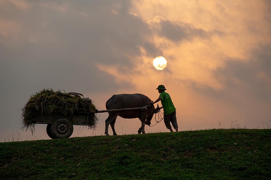 Sonnenuntergang, Farmer, Bauernhof, Sonne, Himmel, Tier, Vietnam, Landschaft, Landwirtschaft, Männer, ländliche Szene