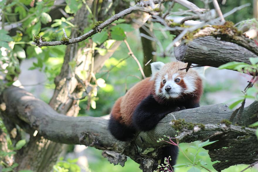 Panda vermelho, jardim zoológico, animais selvagens
