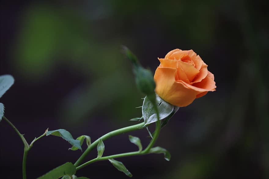 rózsa, Aranyérmes rózsa, narancssárga rózsa, rózsa bud, bimbó, növény, kert, közelkép, virág, virágszirom, levél növényen
