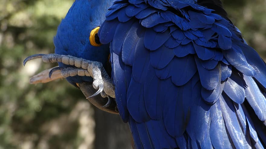 papuga, niebieska papuga, niebieski ptak, ptak, ptaków, dzikiej przyrody, niebieski, ara, zbliżenie, pióro, wielobarwne