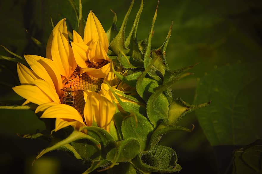 слънчоглед, цвете, селско стопанство, жълт, лято, цветя, цъфти при, природа, разцвет, пчела, цветен