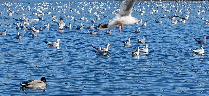 fugler, måkene, innsjø, and, dyr, svømme~~POS=TRUNC, vann, natur, vannfugler, blå, dyr i naturen